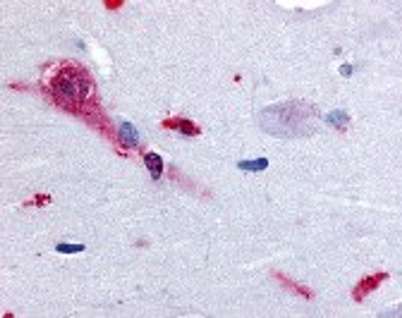 Immunohistochemistry staining of TAAR1 in brain, amygdala tissue using TAAR1 Antibody.