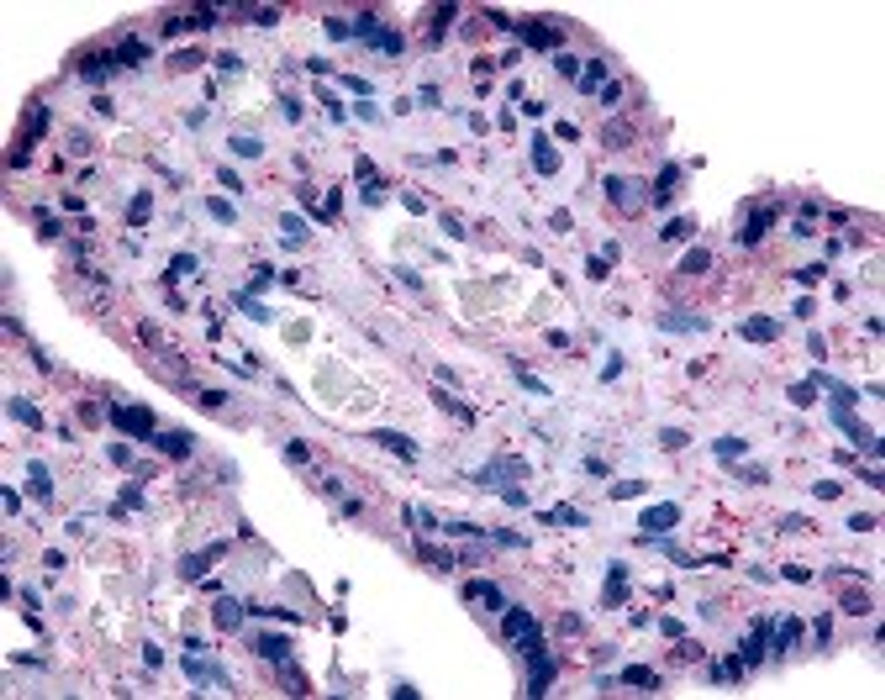 Immunohistochemistry staining of SLC7A5 in placenta tissue using SLC7A5 Antibody.