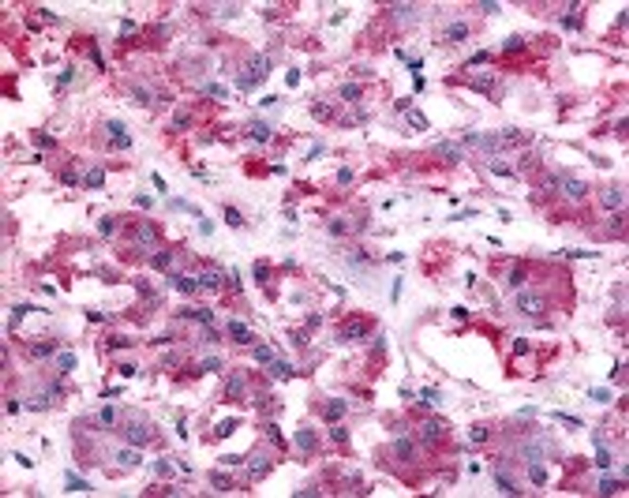 Immunohistochemistry staining of NMUR2 in adrenal tissue using NMUR2 Antibody.