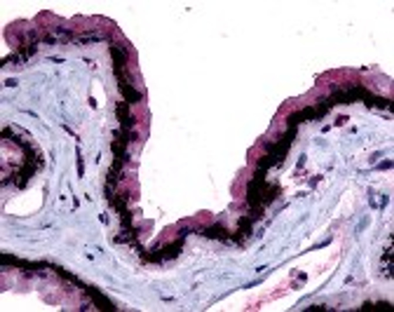 Immunohistochemistry staining of MTNR1B in eye, retina tissue using MTNR1B Antibody.