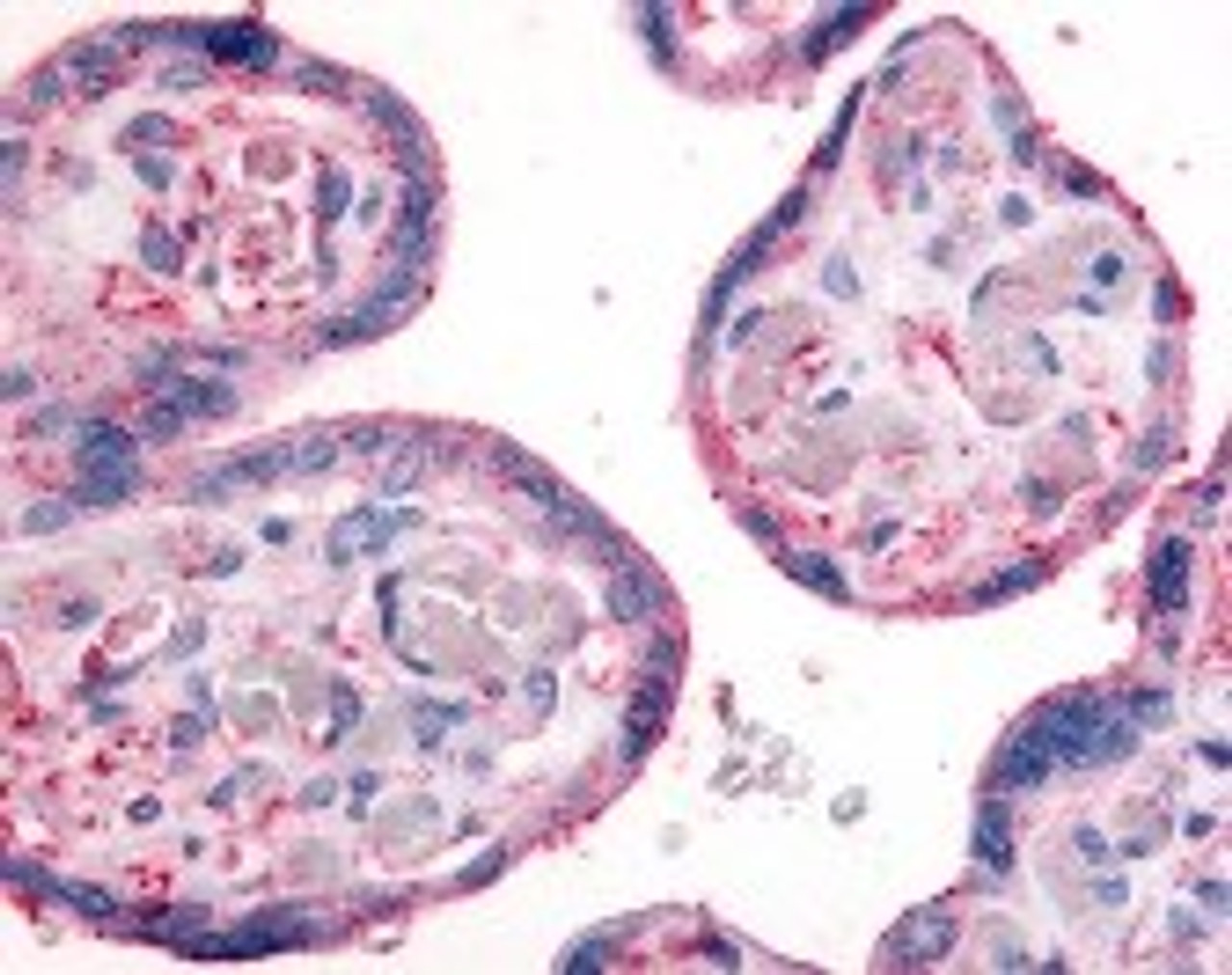 Immunohistochemistry staining of Integrin beta 1 in placenta, terminal villi tissue using Integrin beta 1 Antibody.