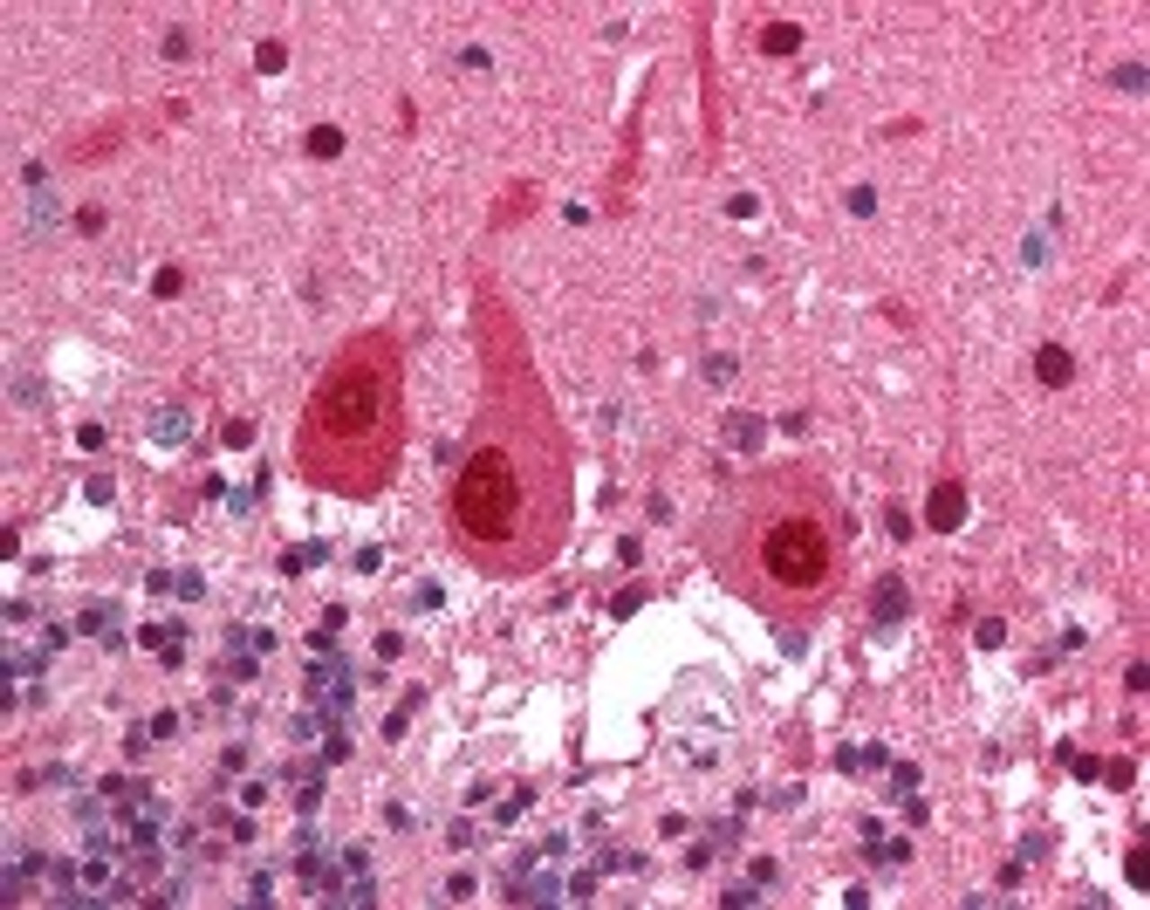 Immunohistochemistry staining of COPS5 in cerebellum tissue using COPS5 monoclonal Antibody.