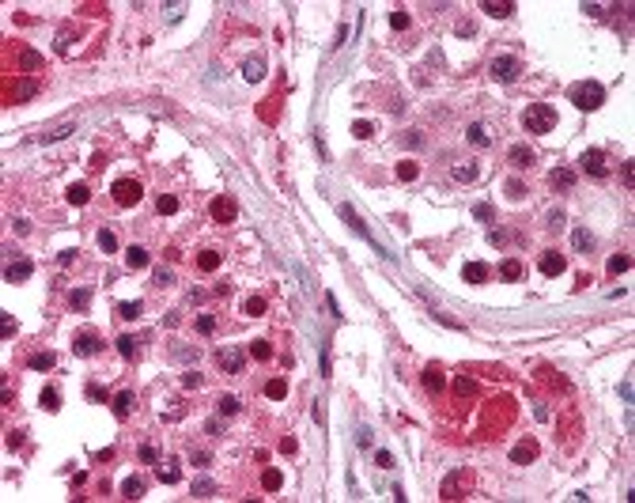 Immunohistochemistry staining of Replication Protein A3 in testis tissue using Replication Protein A3 monoclonal Antibody.