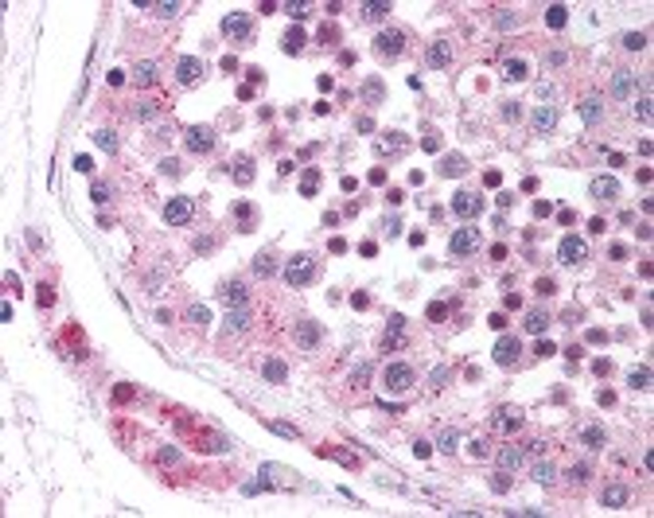 Immunohistochemistry staining of DCBLD2 in testis tissue using DCBLD2 Antibody.