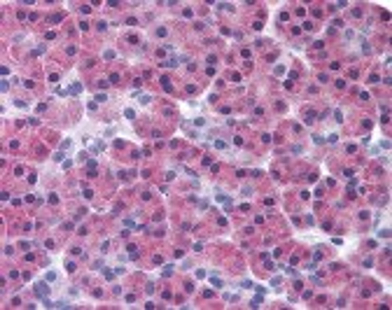 Immunohistochemistry staining of RIPK3 in pancreas tissue using RIPK3 Antibody.