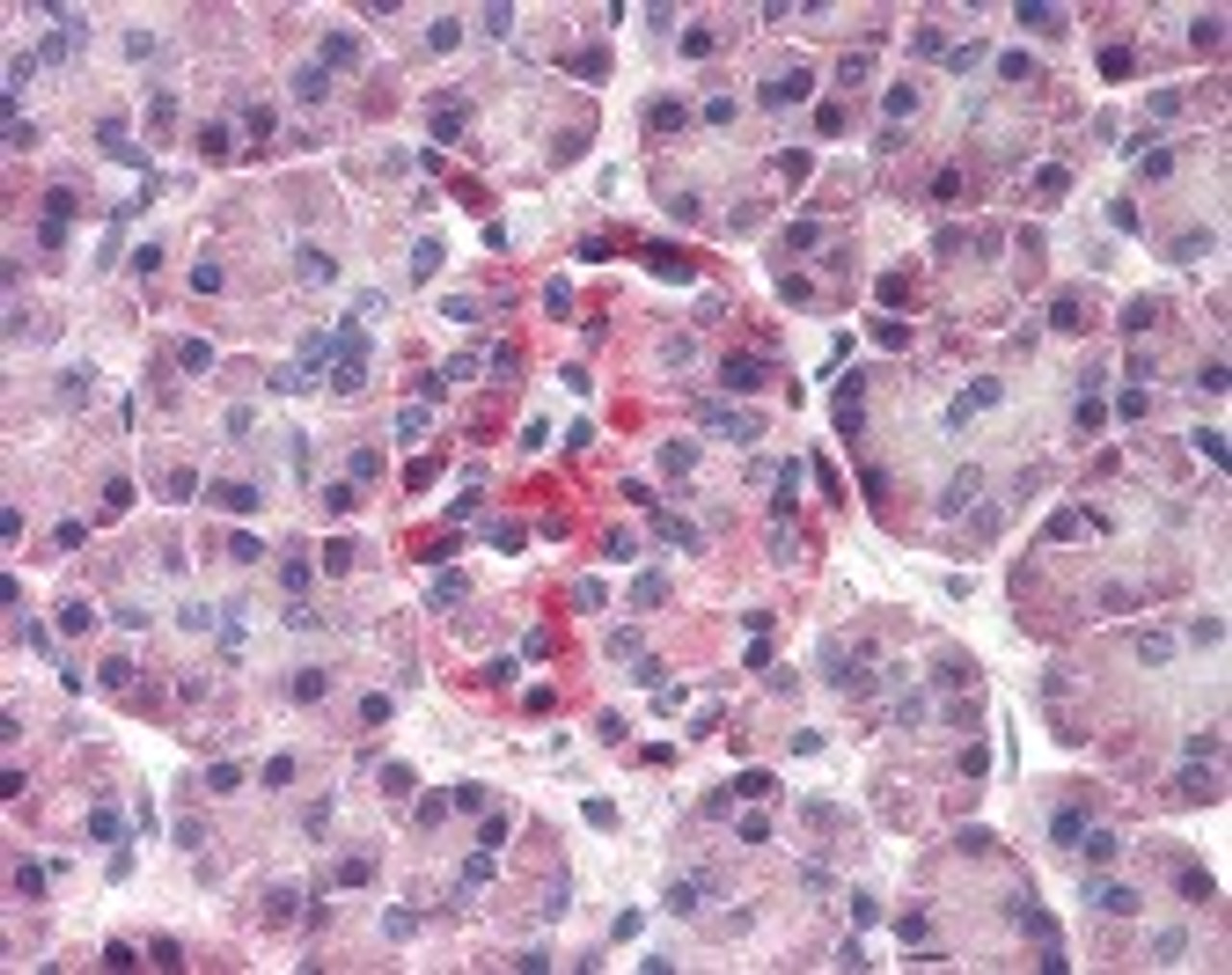 Immunohistochemistry staining of DERL3 in pancreas (formalin-fixed paraffin embedded) tissue using DERL3 Antibody.