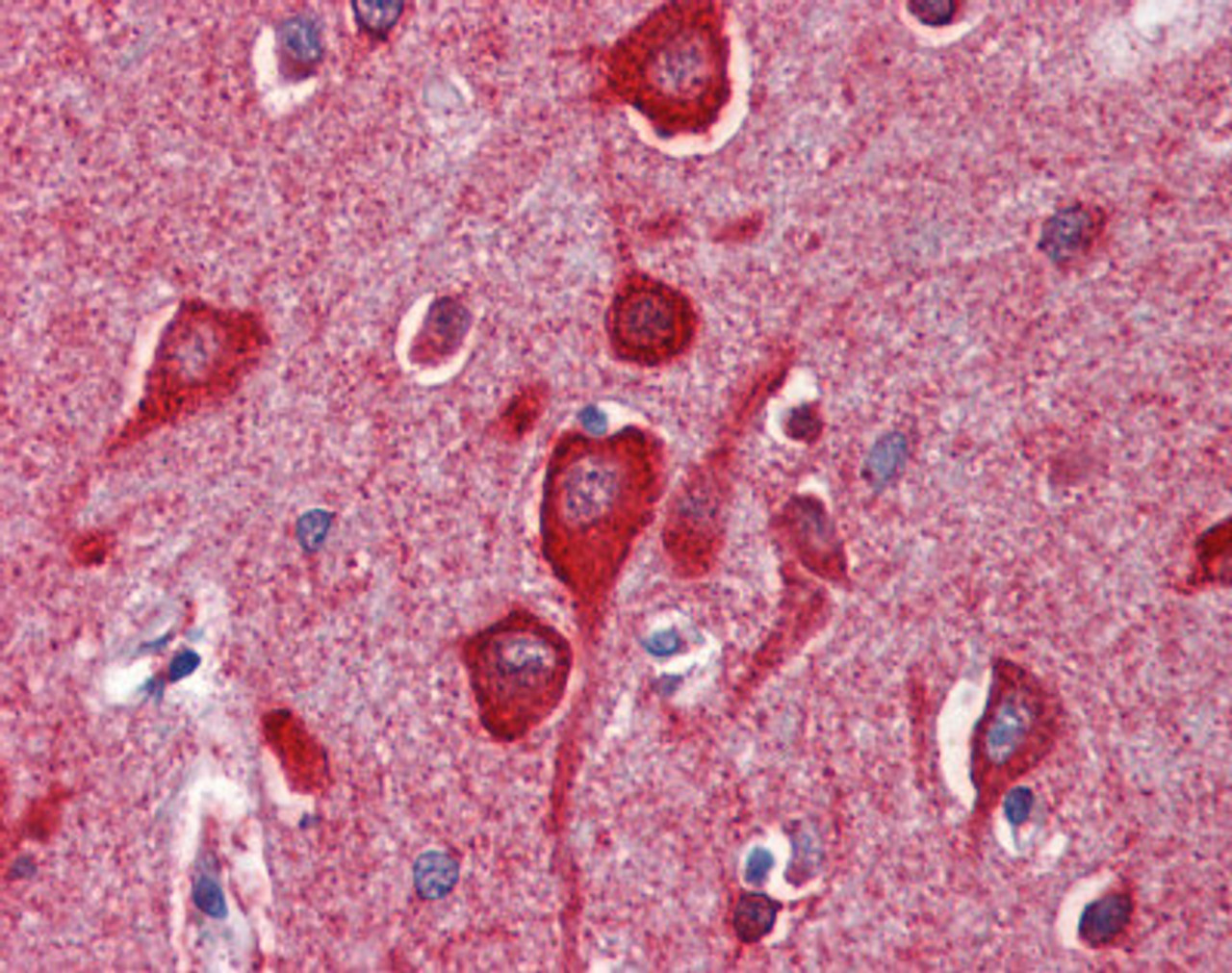 Human brain cortex tissue stained with CYCS Antibody, alkaline phosphatase-streptavidin and chromogen.