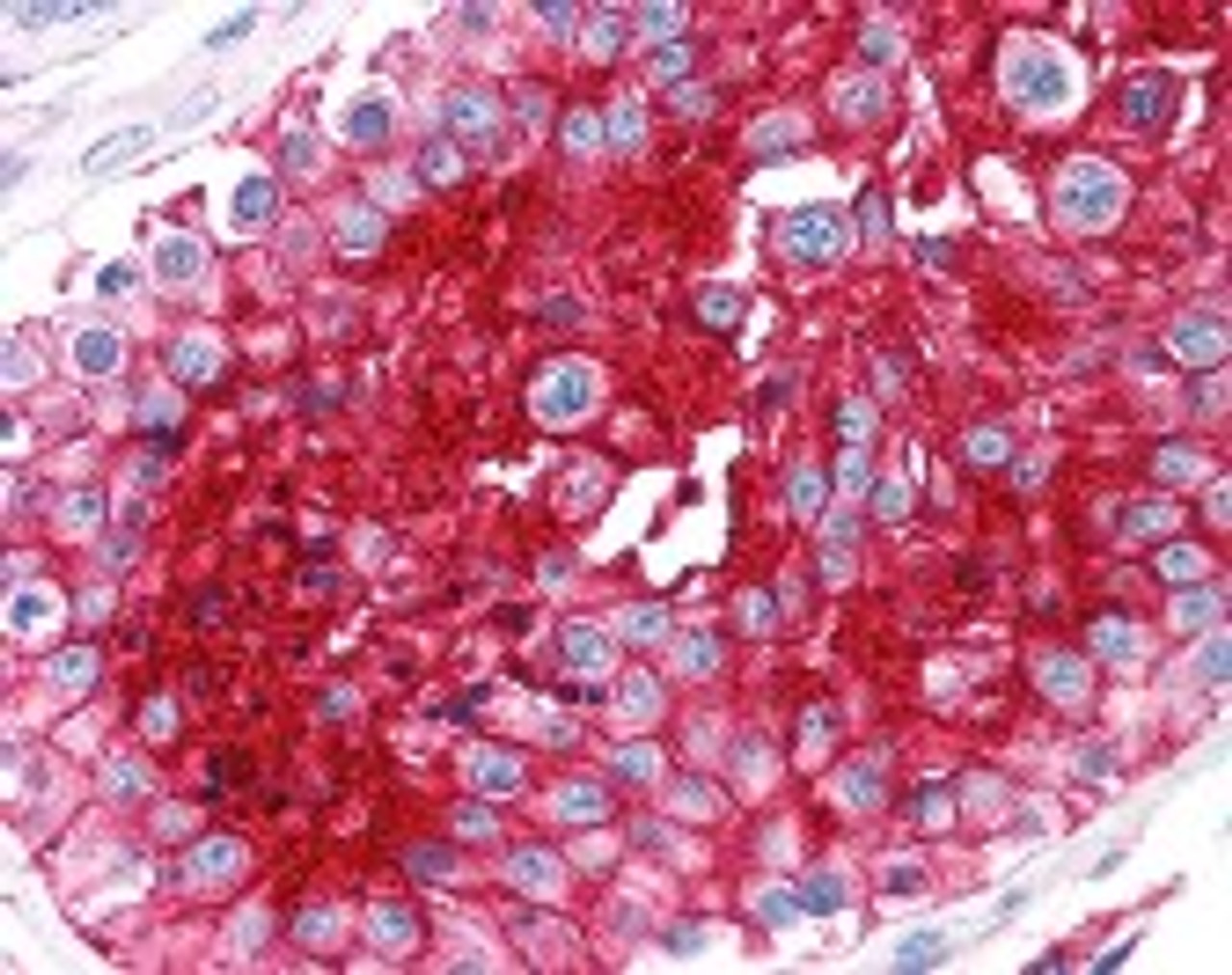 Immunohistochemistry staining of Basigin in testis tissue using Basigin monoclonal Antibody.