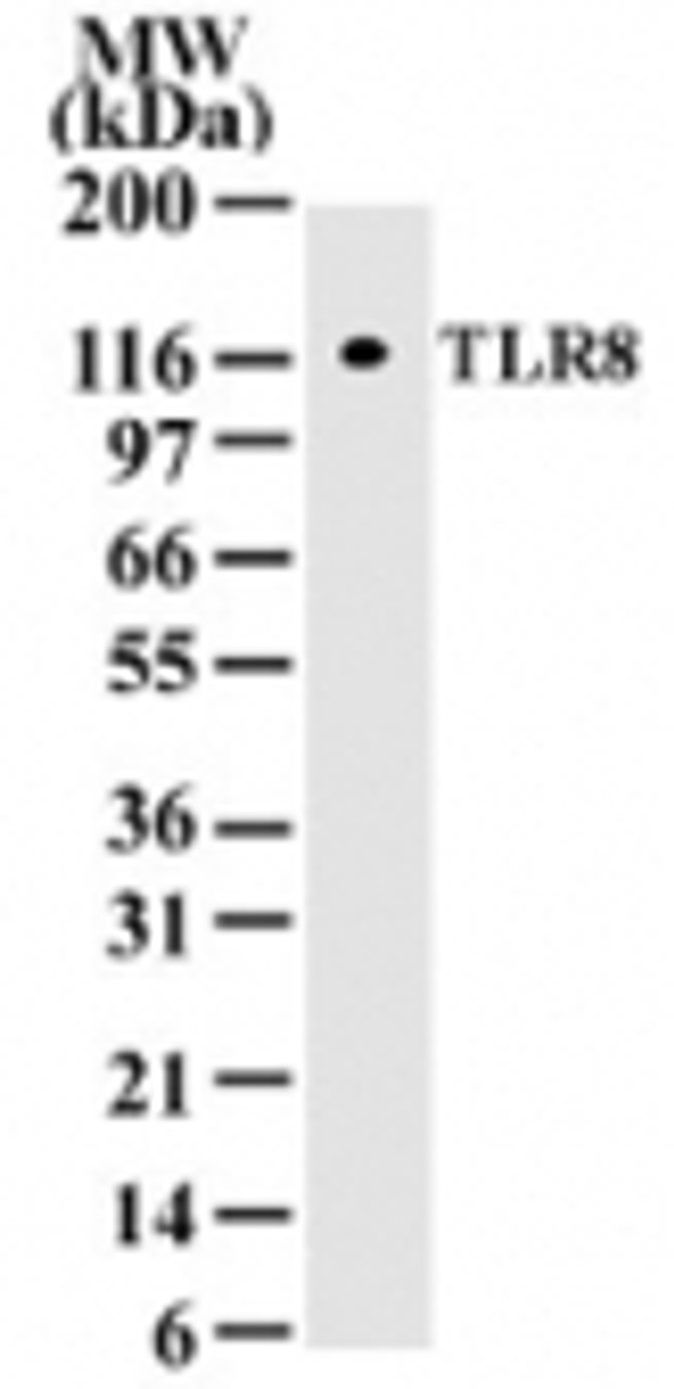 Western Blot analysis of TLR8 incell lysates from 293 transfected with human TLR8 using TLR8 monoclonal antibody (2&#956;/ml) .