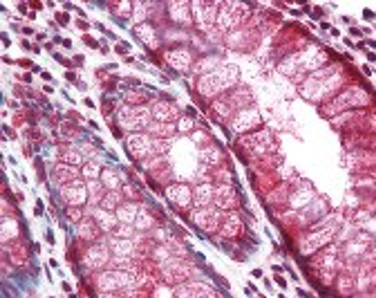 Immunohistochemistry staining of Mucin 2 in colon: formalin-fixed, paraffin-embedded (ffpe) Mucin 2 Monoclonal Antibody.