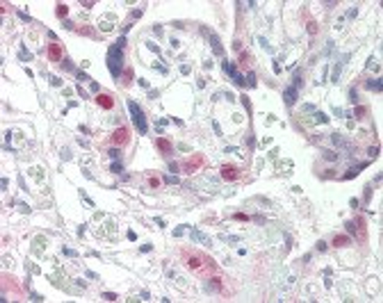 Immunohistochemistry staining of CDK2 in placenta tissue using CDK2 Monoclonal Antibody.