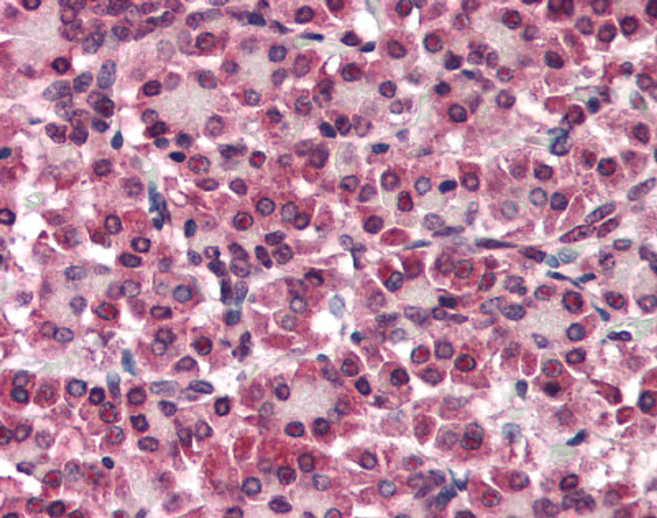 Immunohistochemistry staining of Glypican 4 in pancreas tissue using Glypican 4 Antibody.