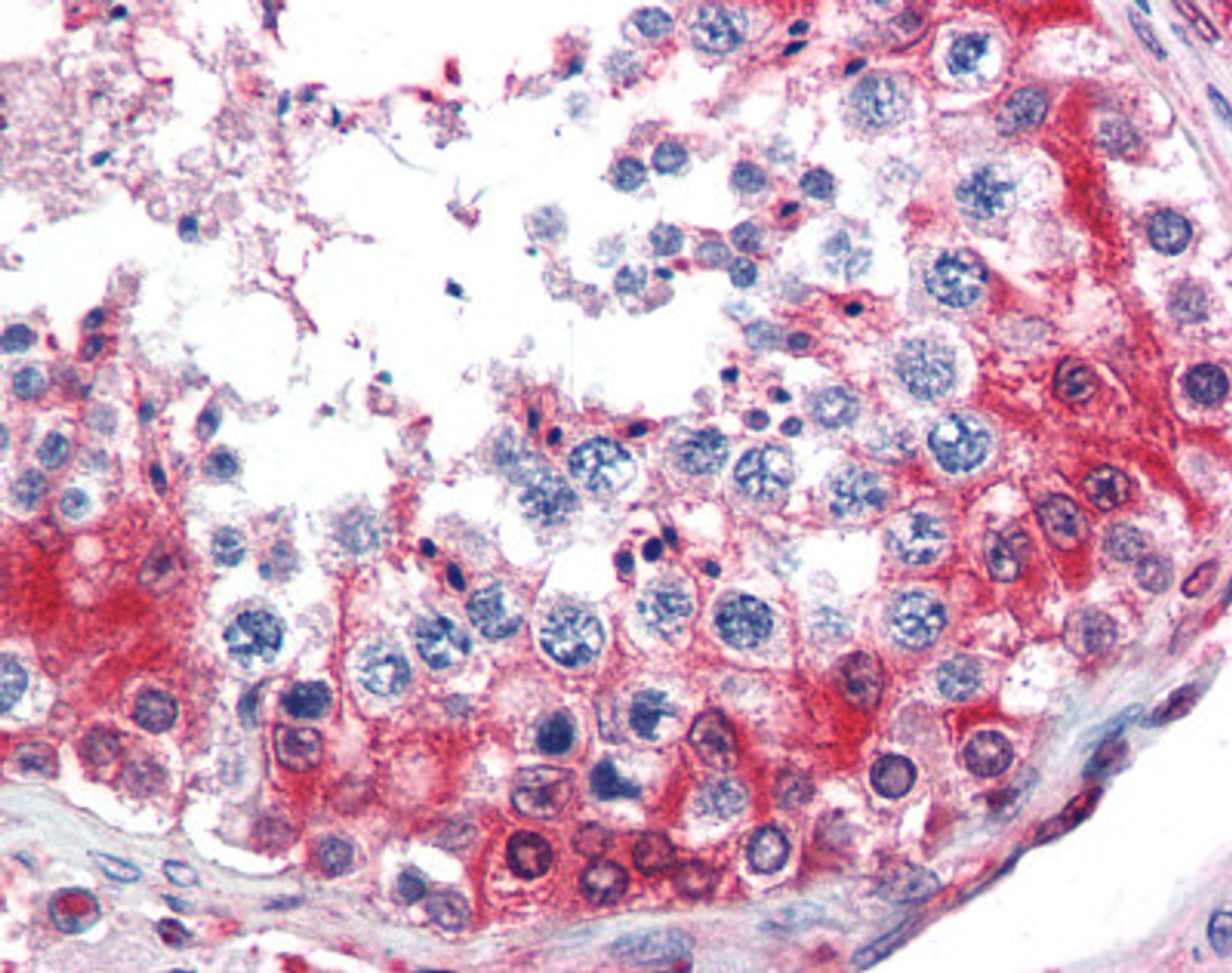 Immunohistochemistry staining of GAPDH in testis tissue using GAPDH Antibody.