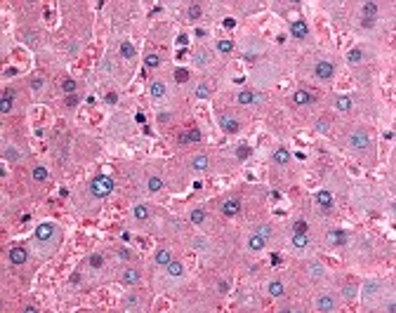 Immunohistochemistry staining of DPP9 in liver tissue using DPP9 Antibody.