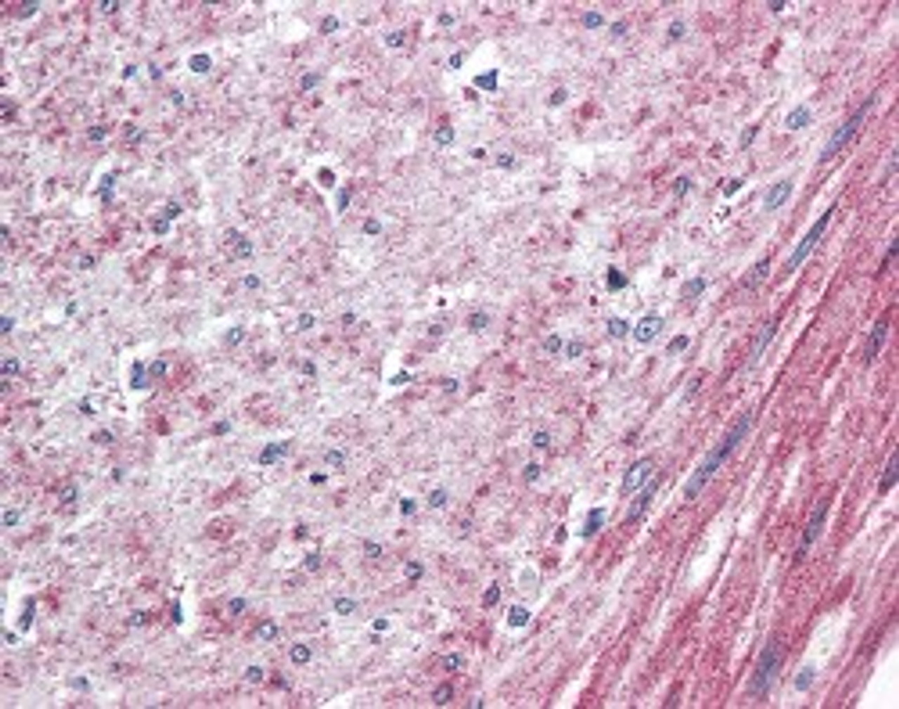 Immunohistochemistry staining of ELTD1 in human colon, smooth muscle tissue using ELTD1 Antibody.