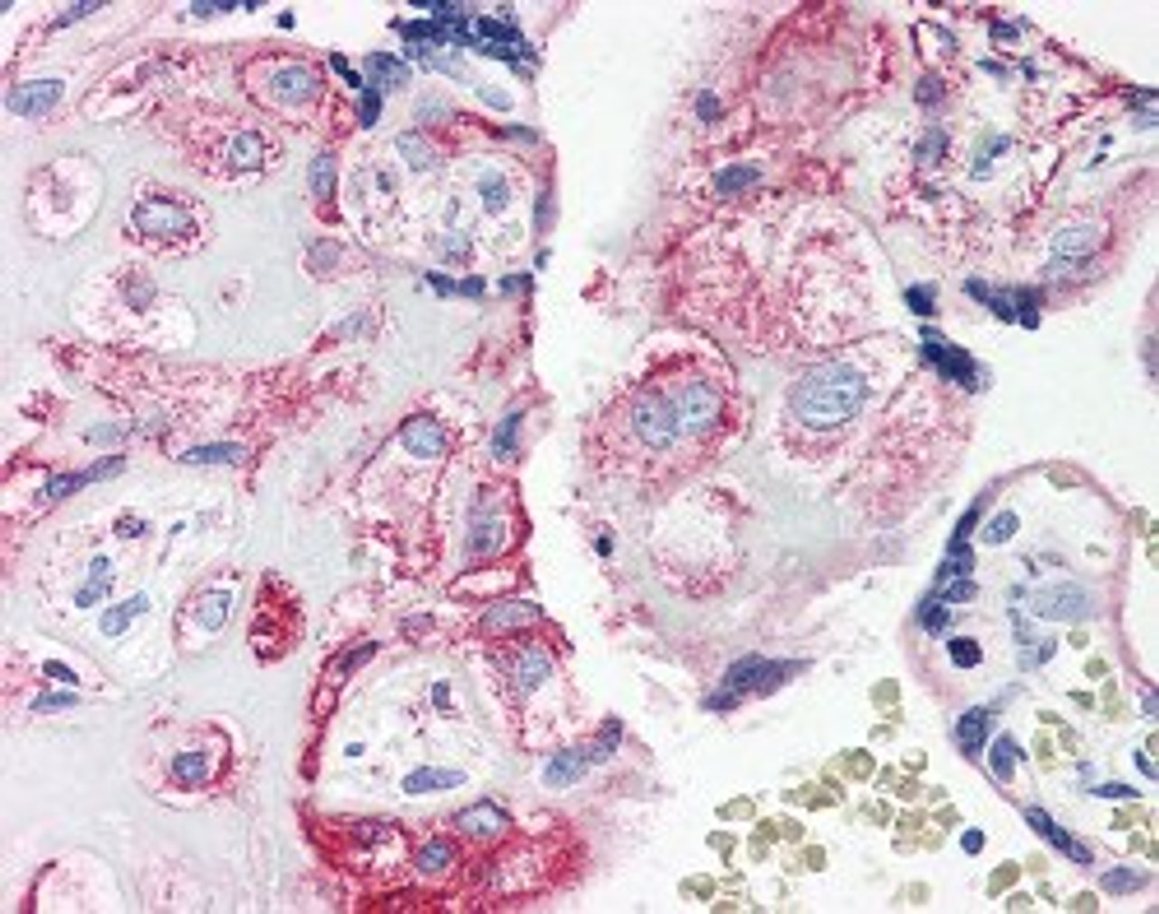 Immunohistochemistry staining of C5AR1 in human placenta tissue using C5AR1 Antibody.