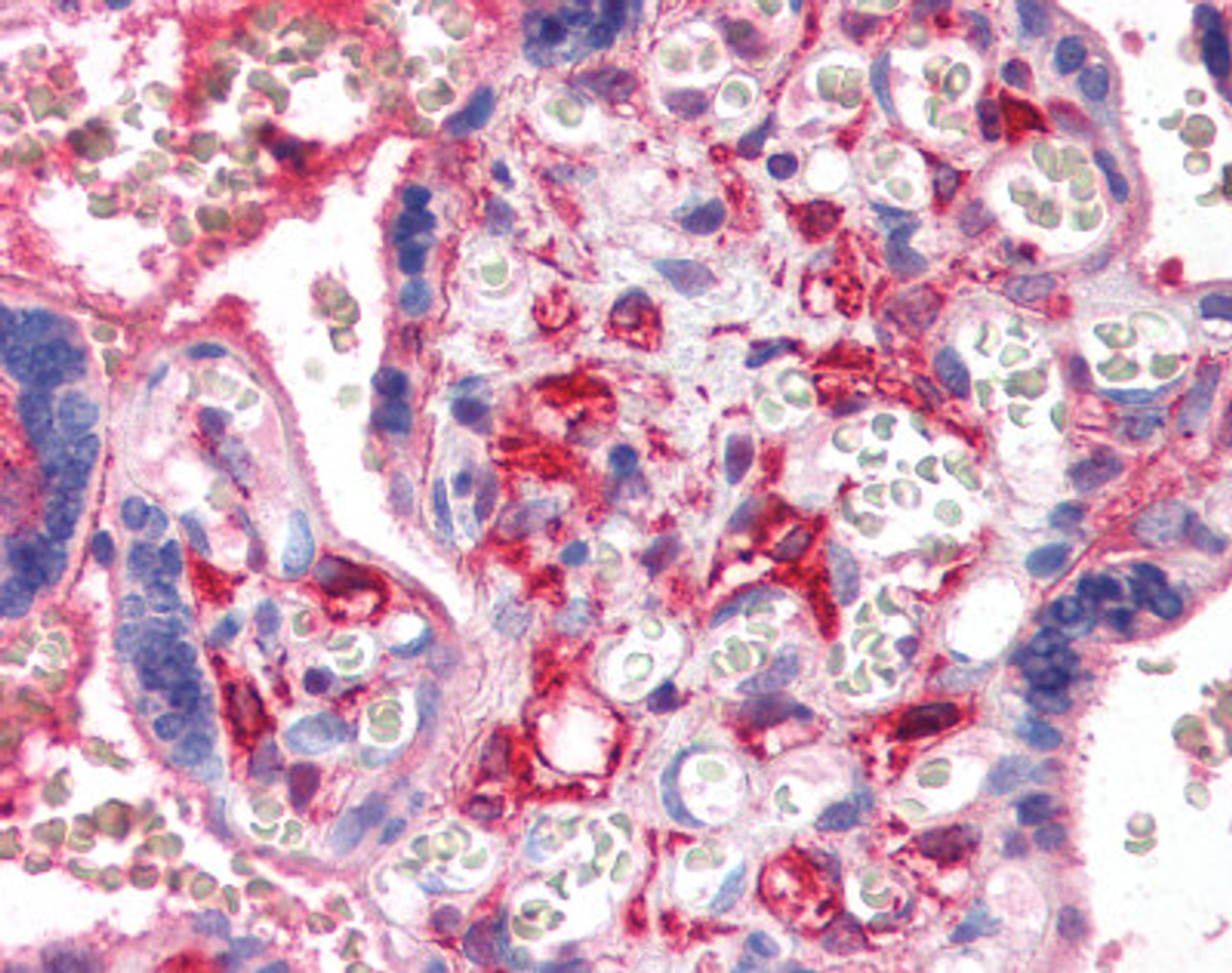 Human placenta tissue stained with PF4 Antibody at 5 &#956;g/mL followed by biotinylated secondary antibody, alkaline phosphatase-streptavidin and chromogen.