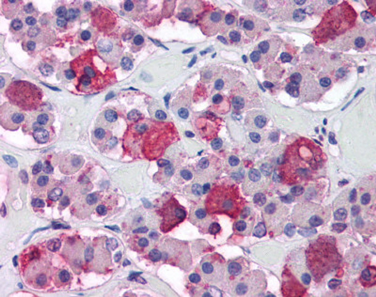 Human pituitary tissue stained with POMC Antibody at 5 &#956;g/mL followed by biotinylated anti-mouse IgG secondary antibody, alkaline phosphatase-streptavidin and chromogen.