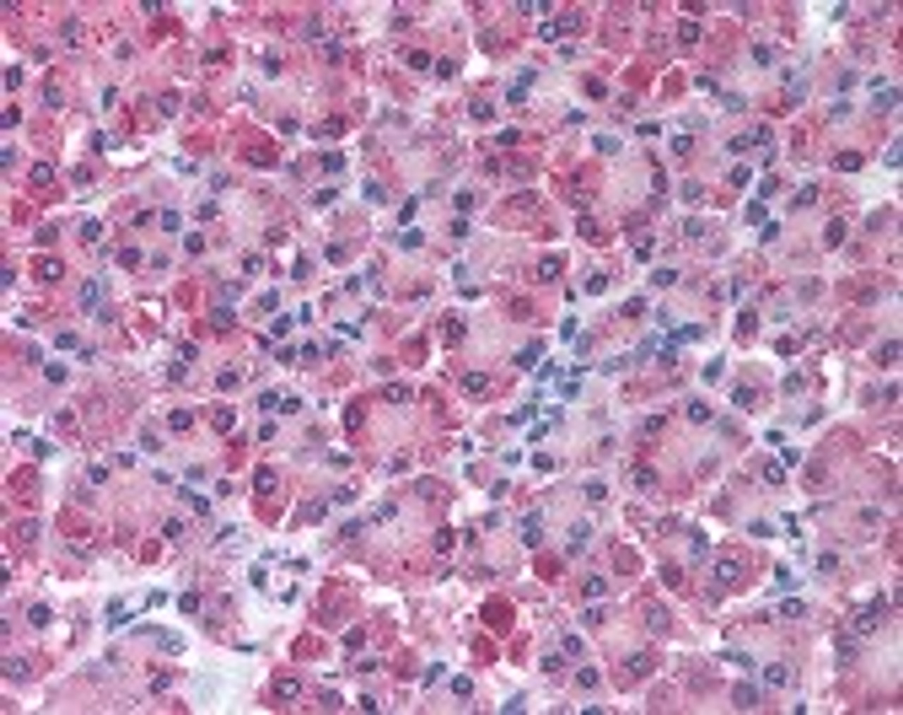 Immunohistochemistry staining of CPA1 in pancreas tissue using CPA1 Antibody.