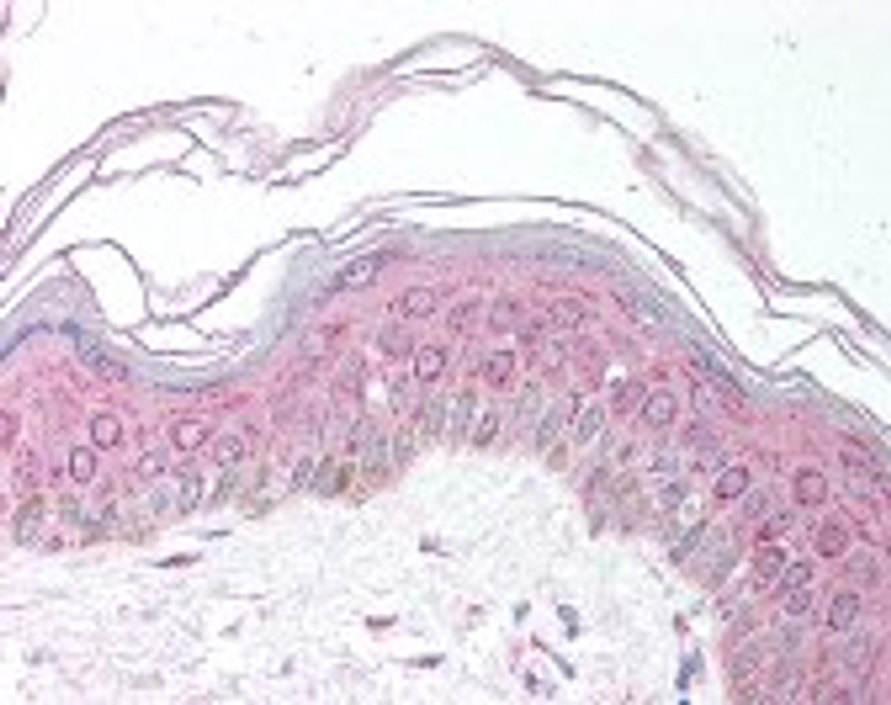 Immunohistochemistry staining of MDH1 in skin using MDH1 Antibody.