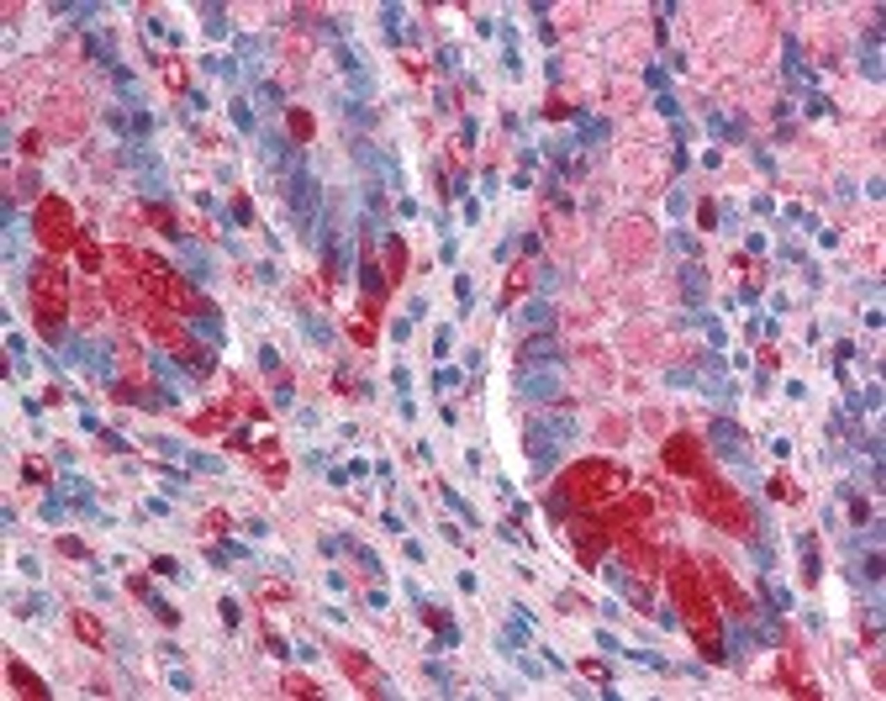 Immunohistochemistry staining of ALPI in small intestine tissue using ALPI Antibody.