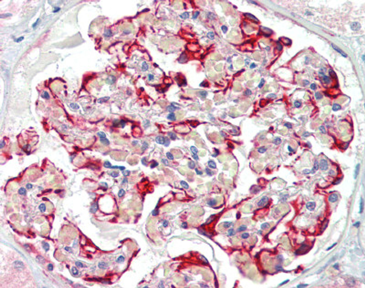 Immunohistochemistry of human kidney tissue stained using DDR1 Monoclonal Antibody.