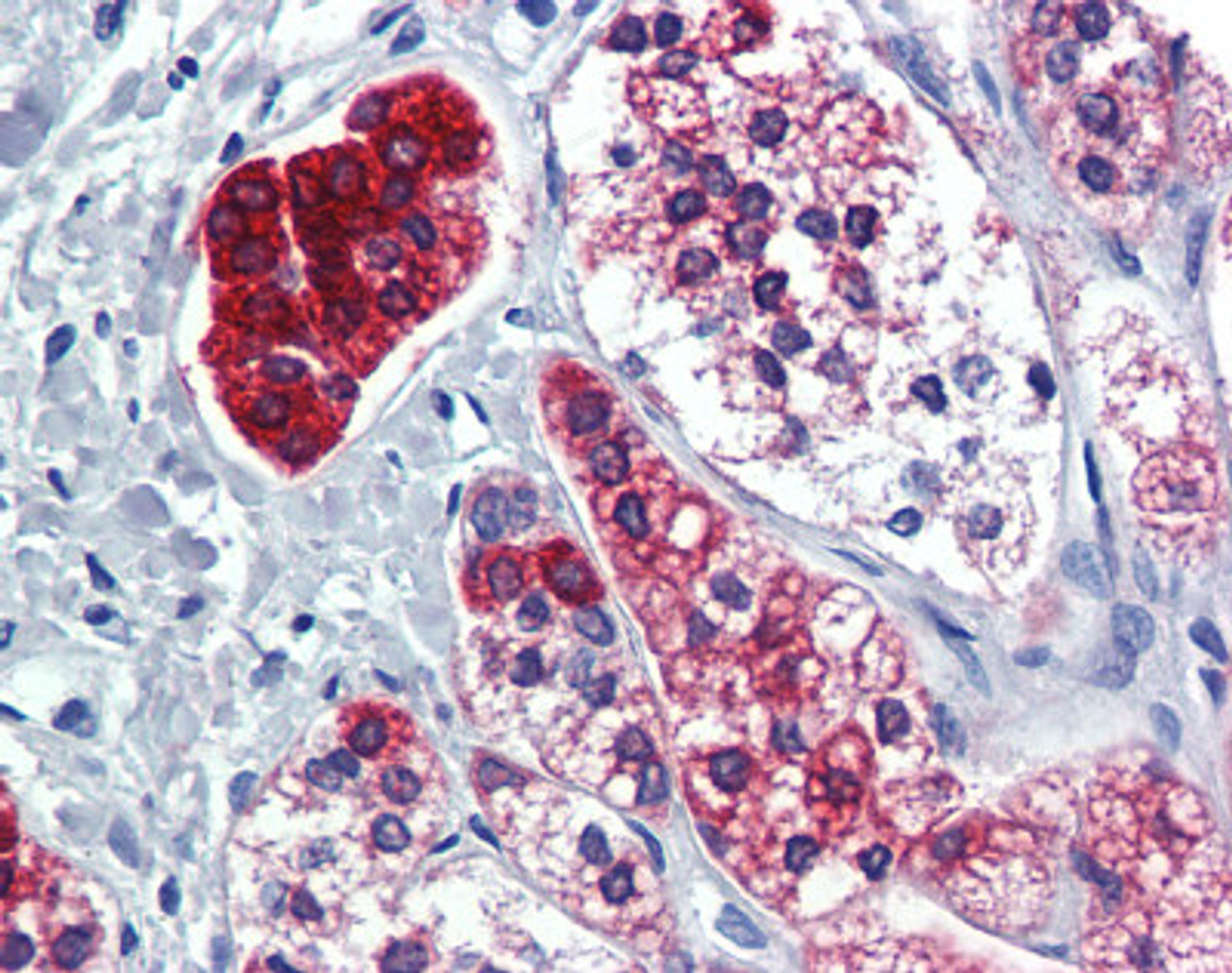Immunohistochemistry of human adrenal tissue stained using PPARG Monoclonal Antibody.
