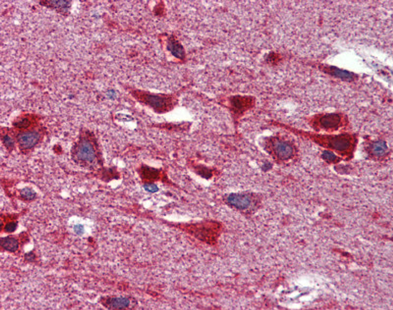 Immunohistochemistry of Human brain cortex tissue stained using GOT2 Monoclonal Antibody.