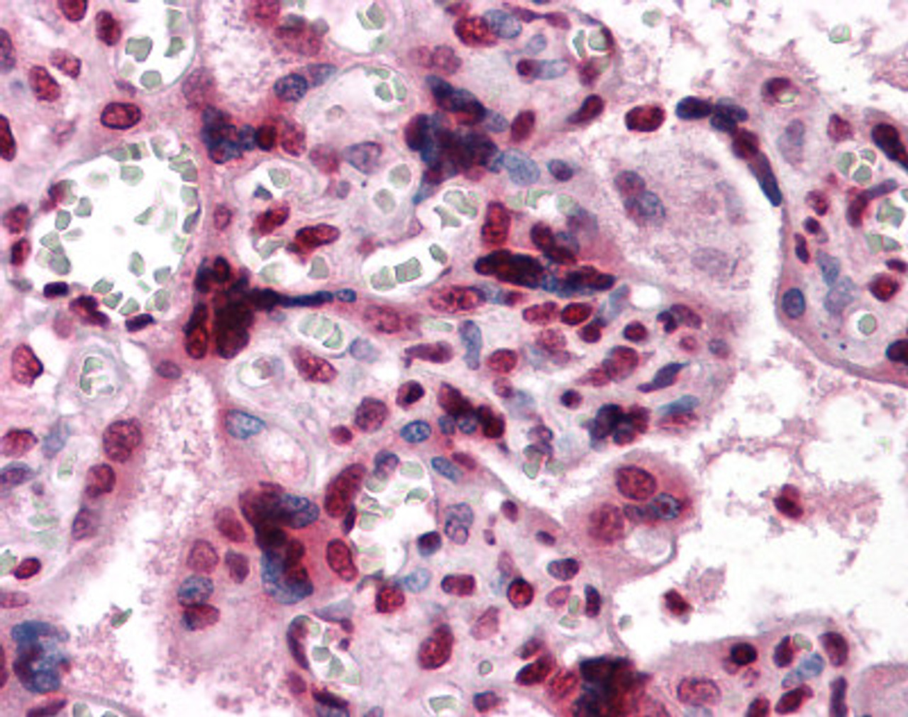 Immunohistochemistry of human placenta tissue stained using MCSF Monoclonal Antibody.