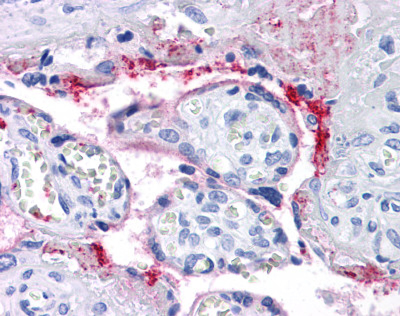 Immunohistochemistry of human placenta tissue stained using ITGB3 Monoclonal Antibody.