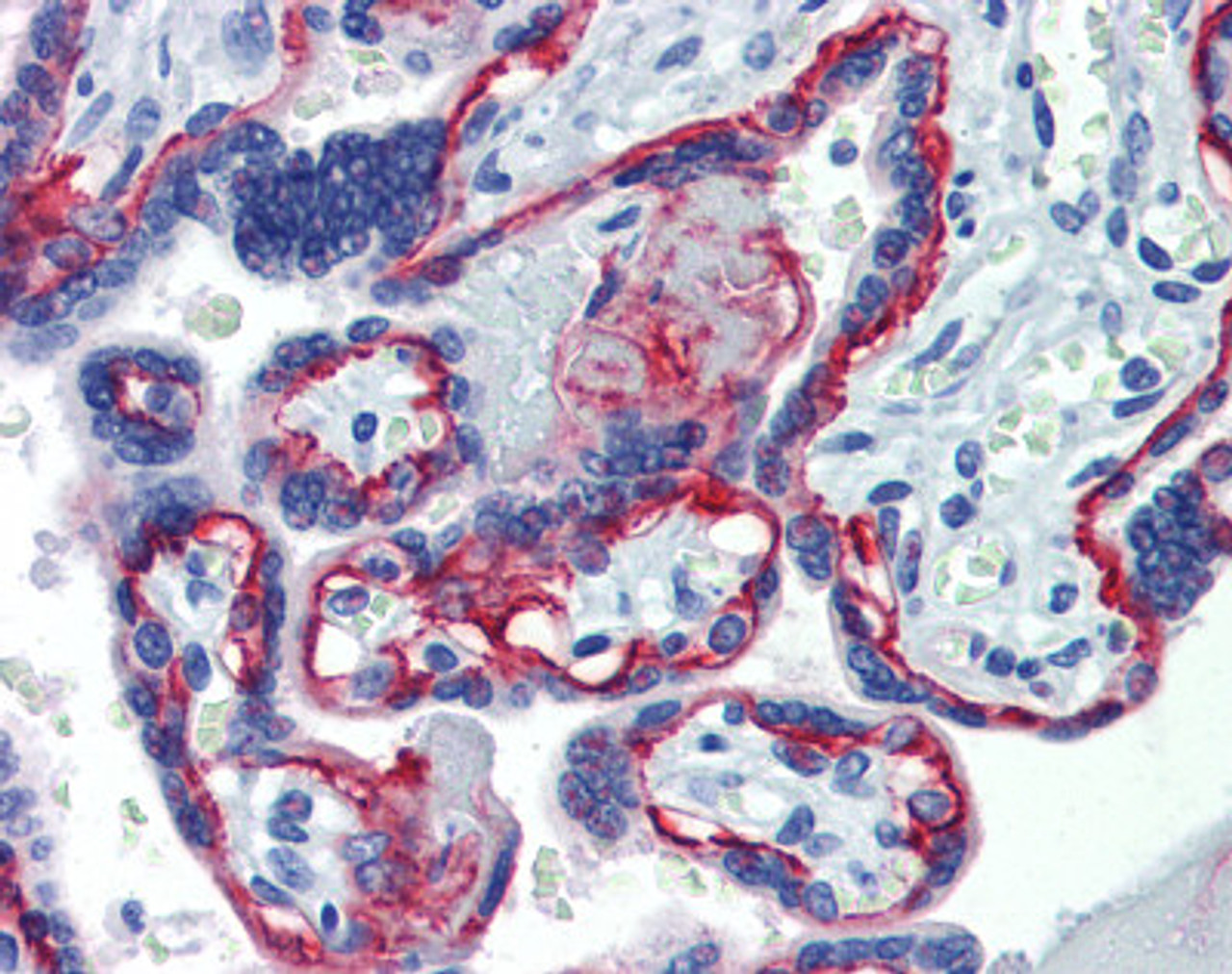 Immunohistochemistry of human placenta tissue stained using ITGB4 Monoclonal Antibody.