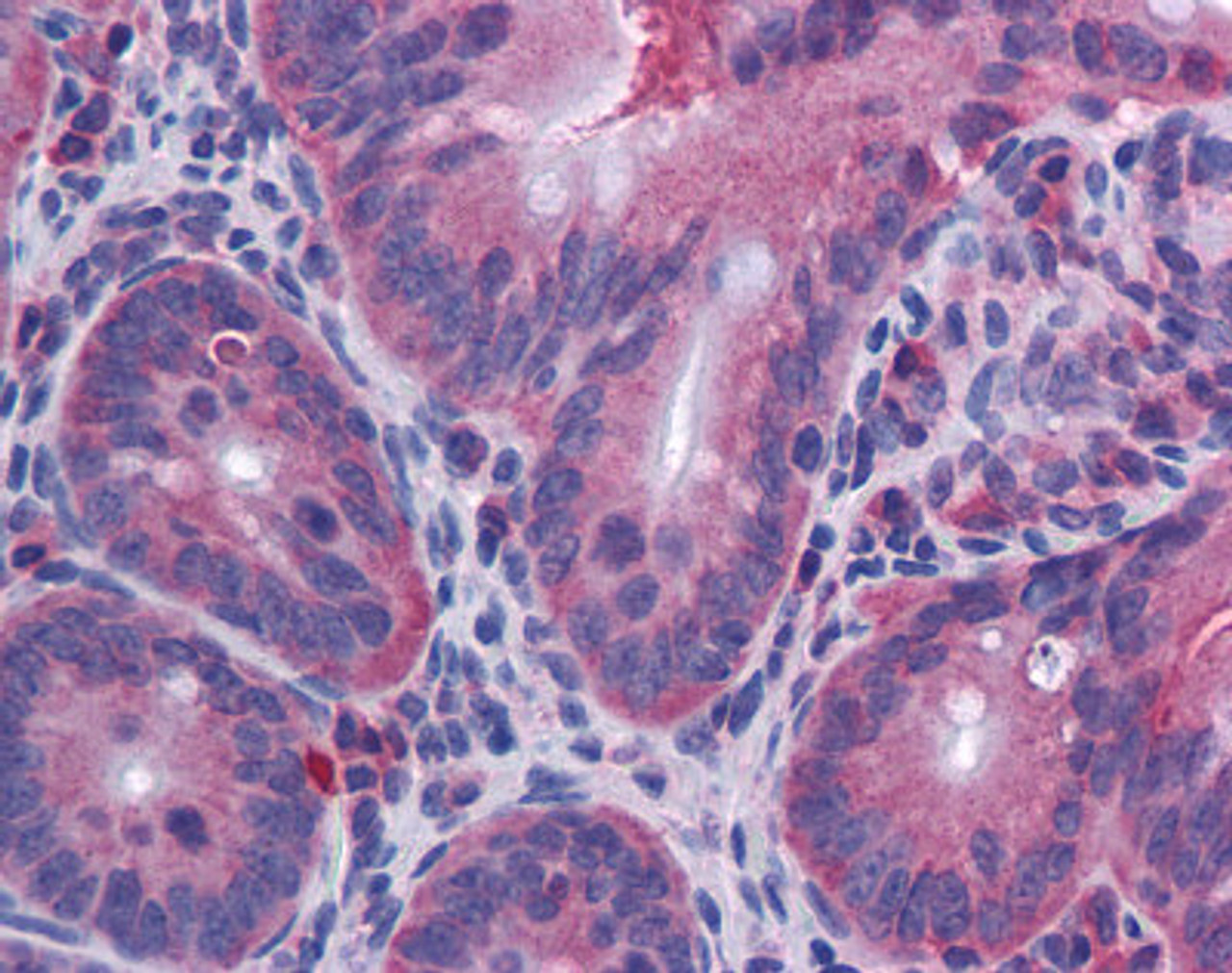Immunohistochemistry of mouse small intestine tissue stained using IL-10 Monoclonal Antibody.