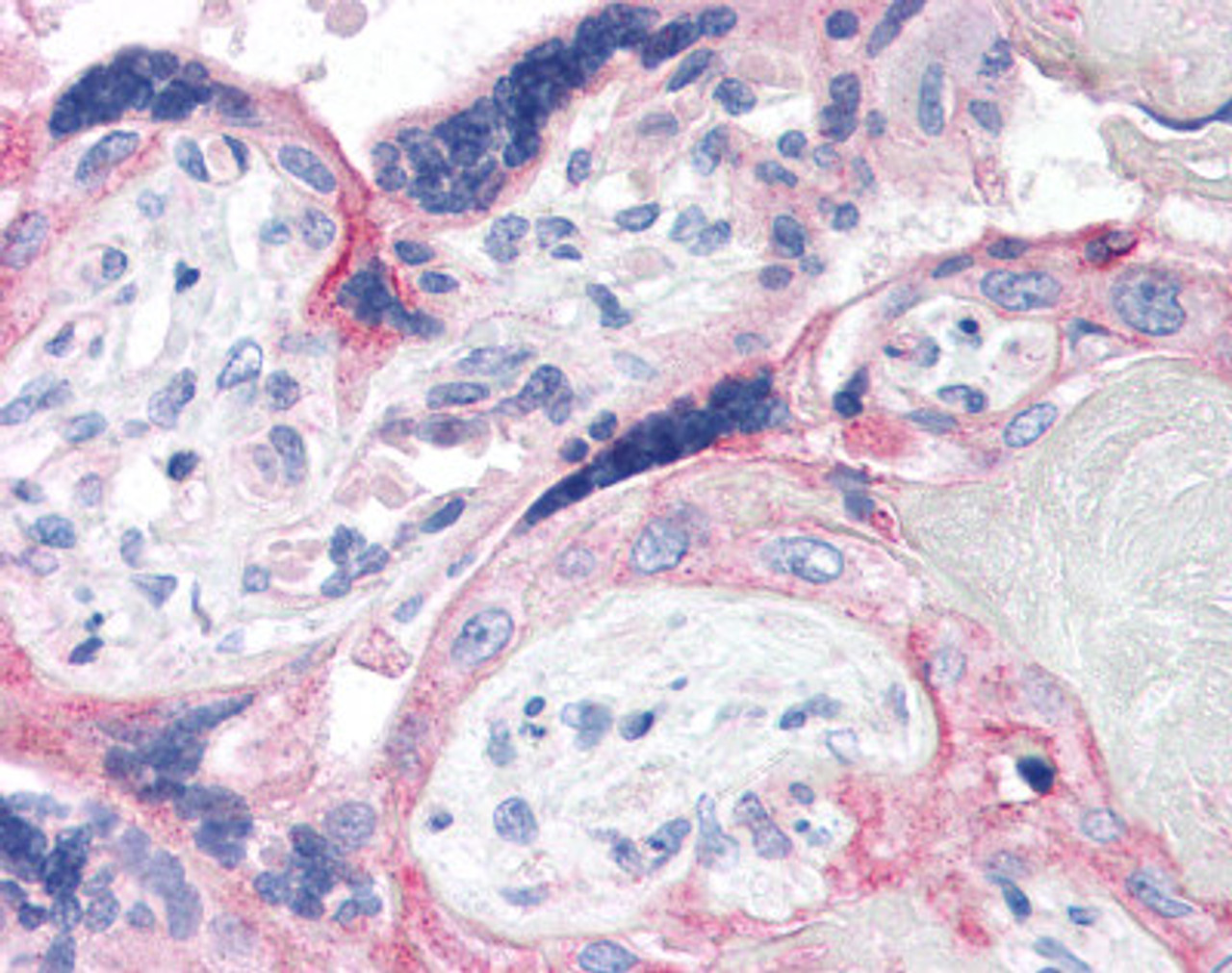 Immunohistochemistry staining of CRH in placenta tissue using CRH Antibody.