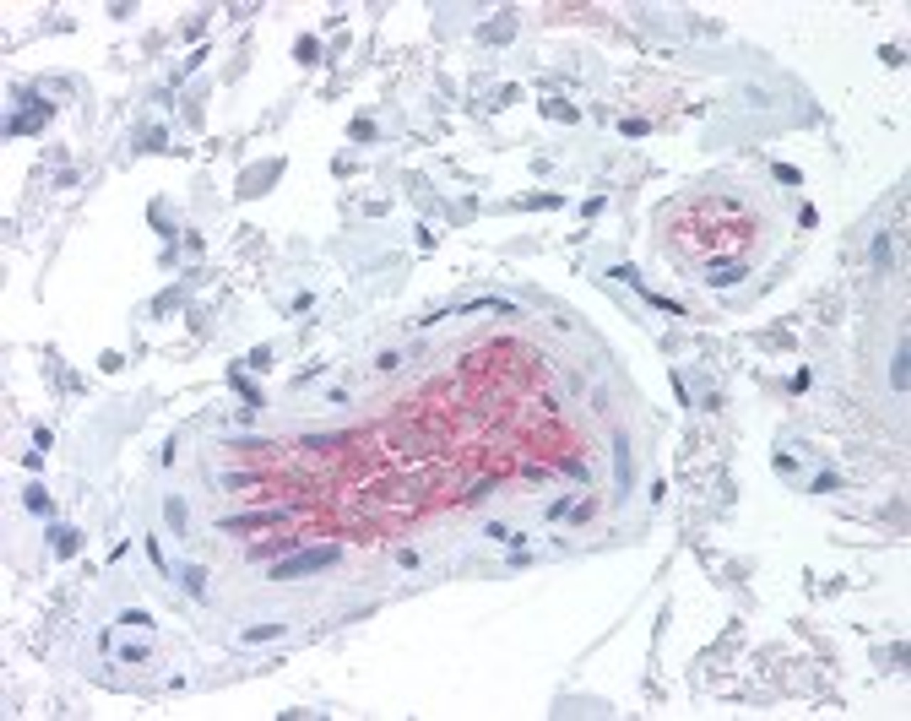 Immunohistochemistry staining of CFI in colon, vessels tissue using CFI monoclonal Antibody.