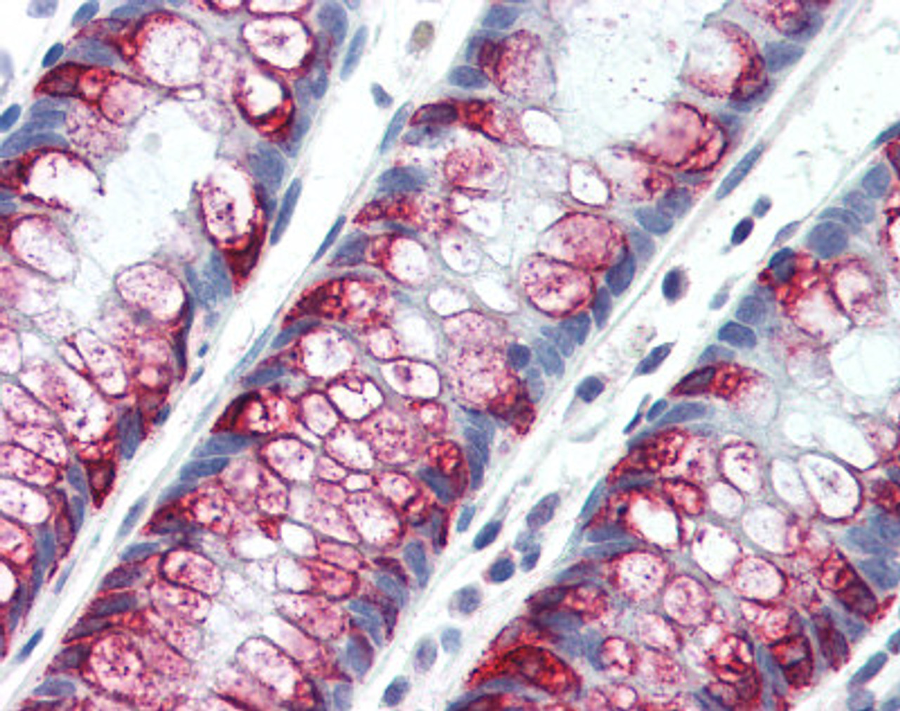 Human colon tissue stained with MUC2 Antibody at 10 &#956;g/mL followed by biotinylated anti-mouse IgG secondary antibody, alkaline phosphatase-streptavidin and chromogen.