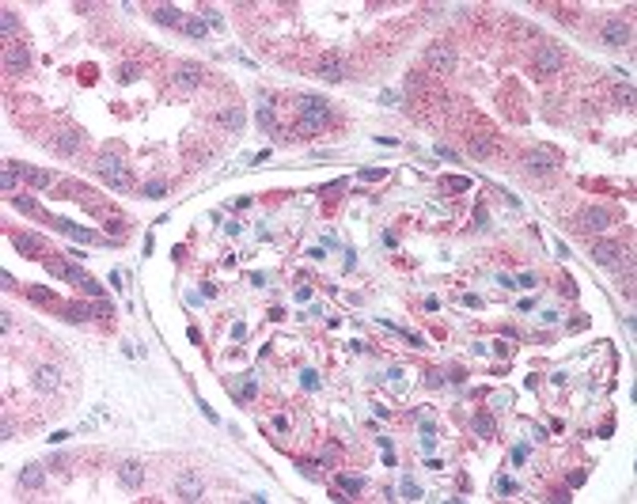 Immunohistochemistry staining of Nestin in kidney tissue using Nestin Antibody.