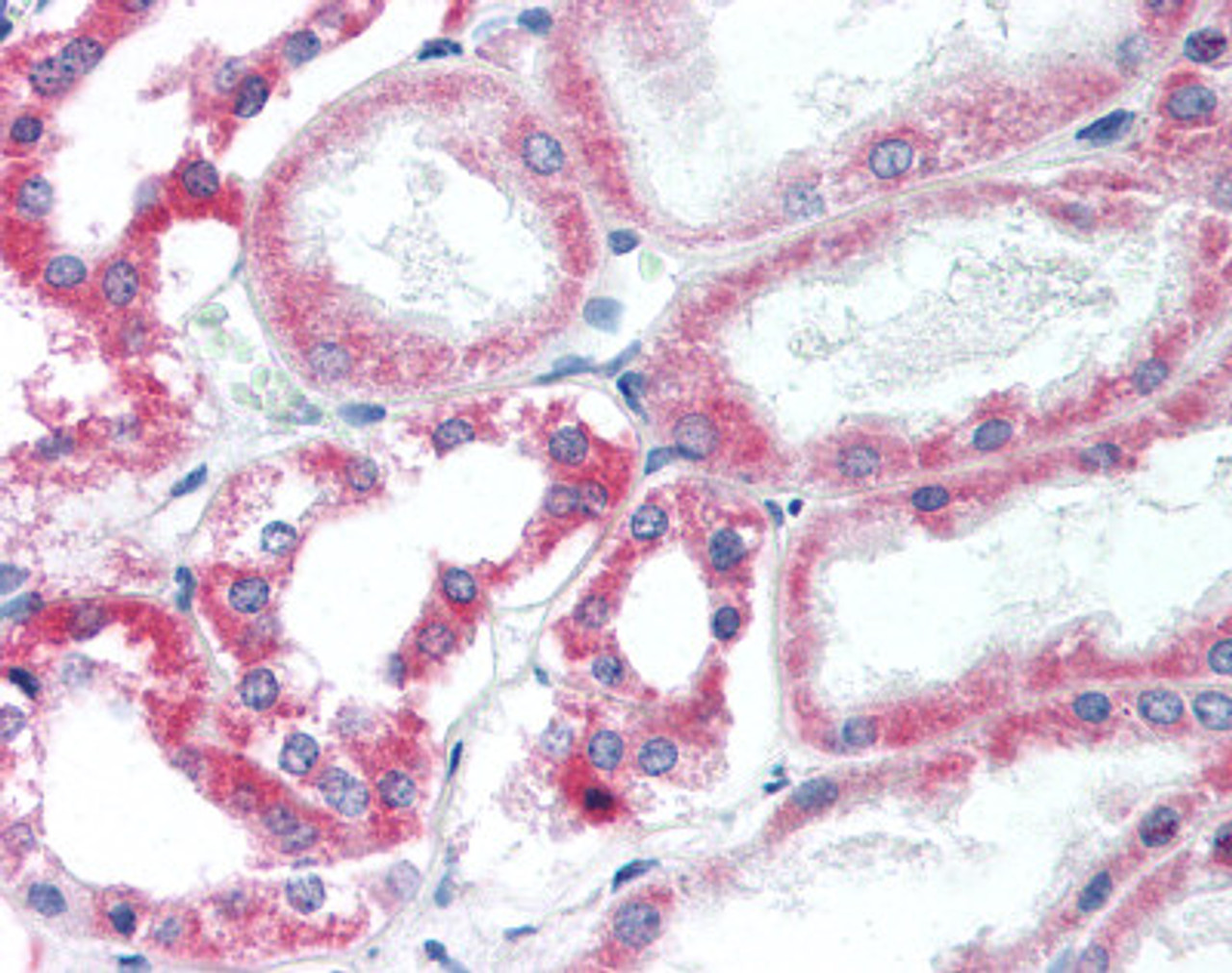 Immunohistochemistry staining of HSD11B2 in kidney tissue using HSD11B2 Antibody.