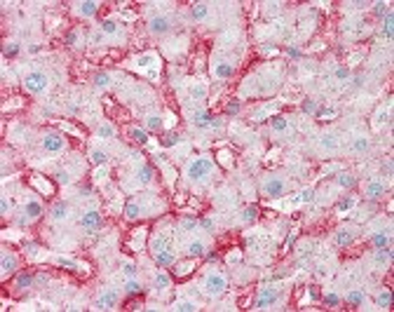 Immunohistochemistry staining of SLC2A2 in liver tissue using SLC2A2 Monoclonal Antibody.