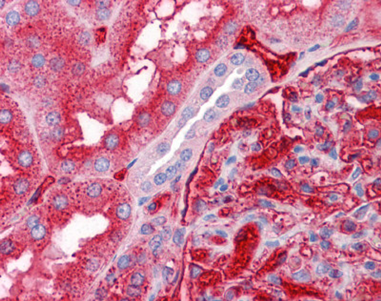 Immunohistochemistry of human kidney tissue stained using APOA2 Monoclonal Antibody.