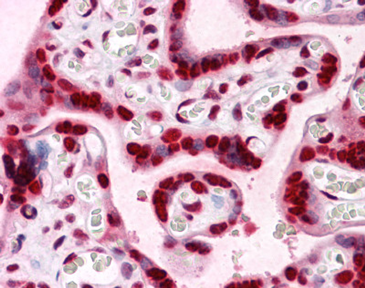 Immunohistochemistry of human placenta tissue stained using HMGB2 Monoclonal Antibody.