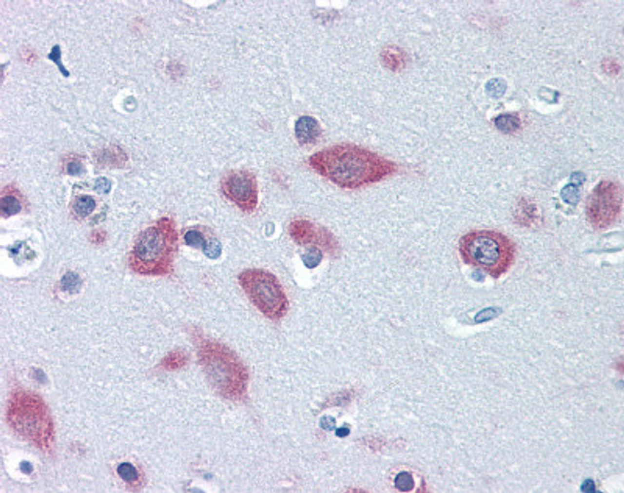 Immunohistochemistry of human brain cortex tissue stained using FARSB Monoclonal Antibody.