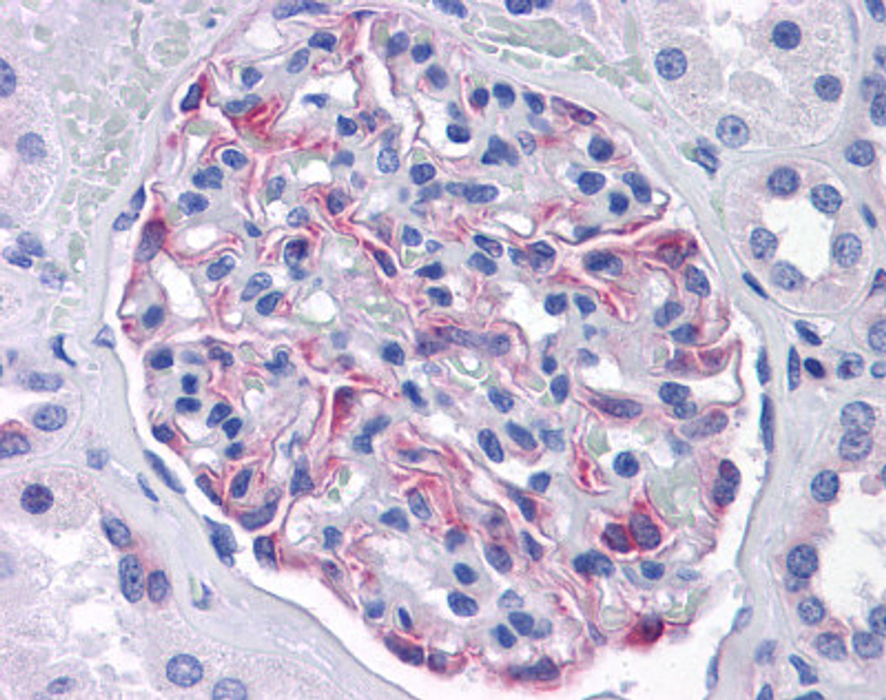 Immunohistochemistry of human kidney tissue stained using SLC44A2 Monoclonal Antibody.