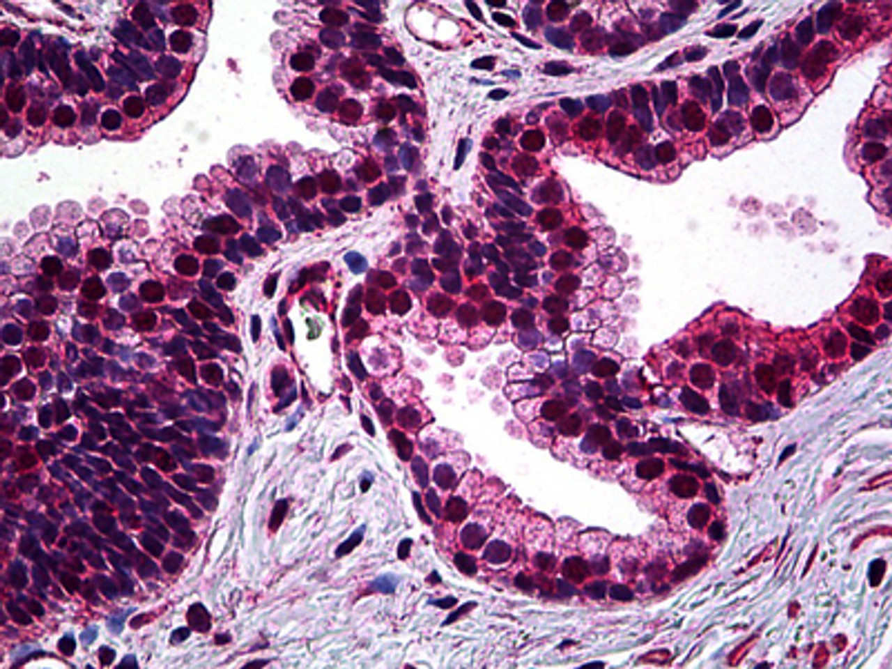 Immunohistochemistry of human prostate tissue stained using SMC1 Monoclonal Antibody.