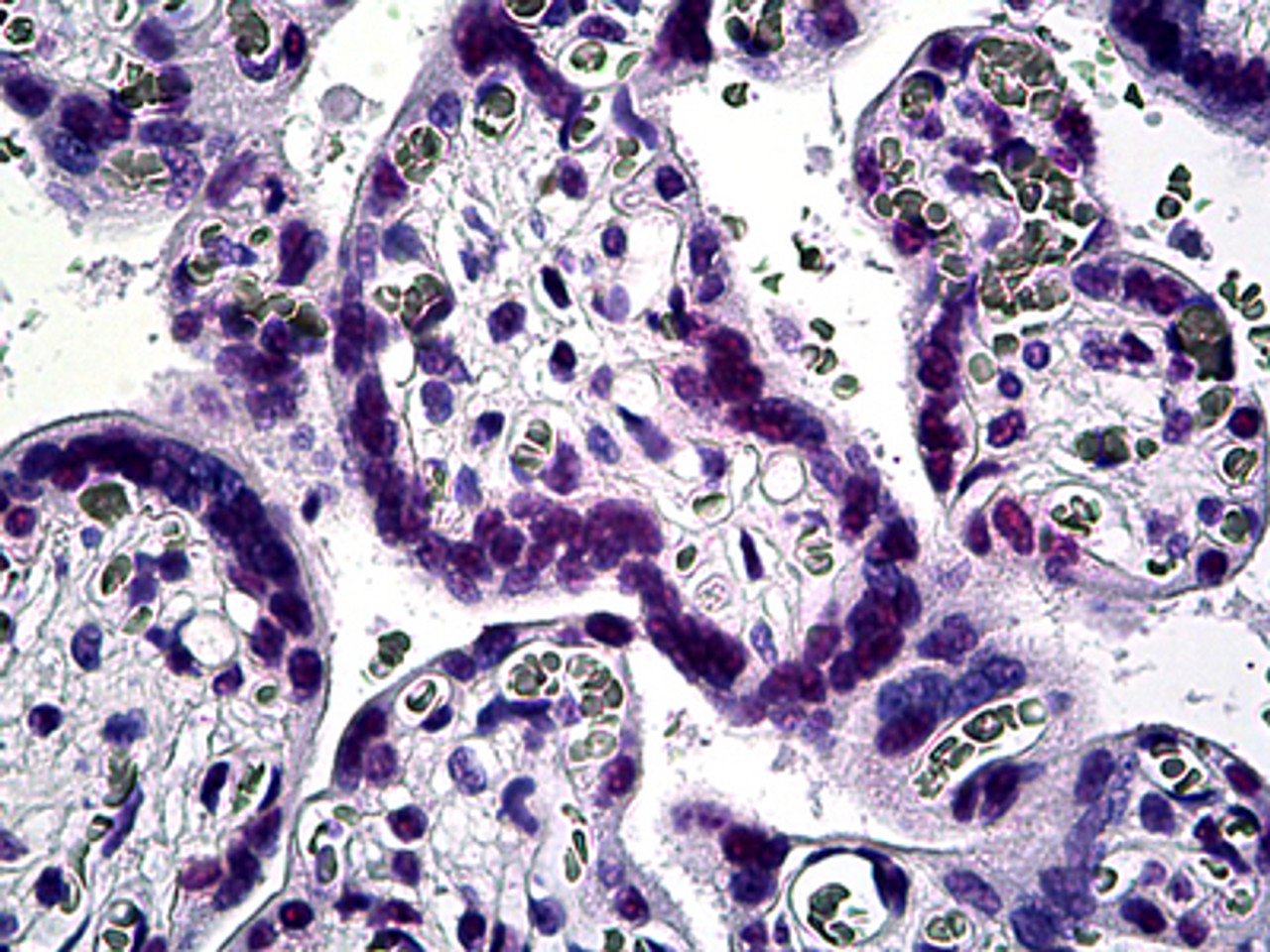 Immunohistochemistry of human placenta tissue stained using KLF11 Monoclonal Antibody.