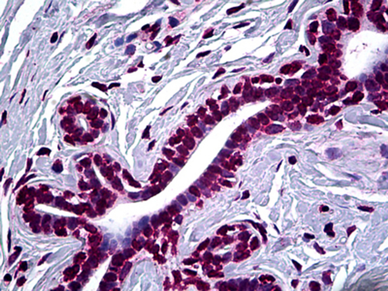 Immunohistochemistry of human breast tissue stained using SMAD2 Monoclonal Antibody.