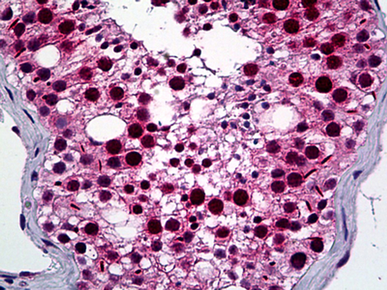 Immunohistochemistry of human testis tissue stained using NEK2 Monoclonal Antibody.