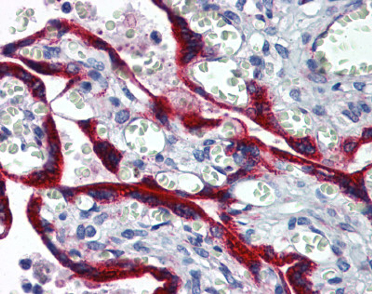 Immunohistochemistry of human placenta tissue stained using Fibrillin 1 Monoclonal Antibody.