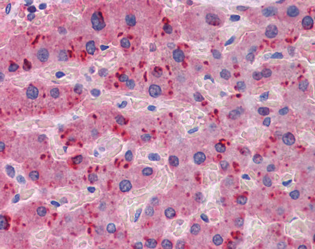 Immunohistochemistry of human liver tissue stained using APOA2 Monoclonal Antibody.