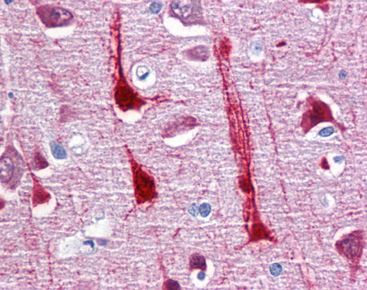 Immunohistochemistry of human brain cortex tissue stained using CRYM Monoclonal Antibody.