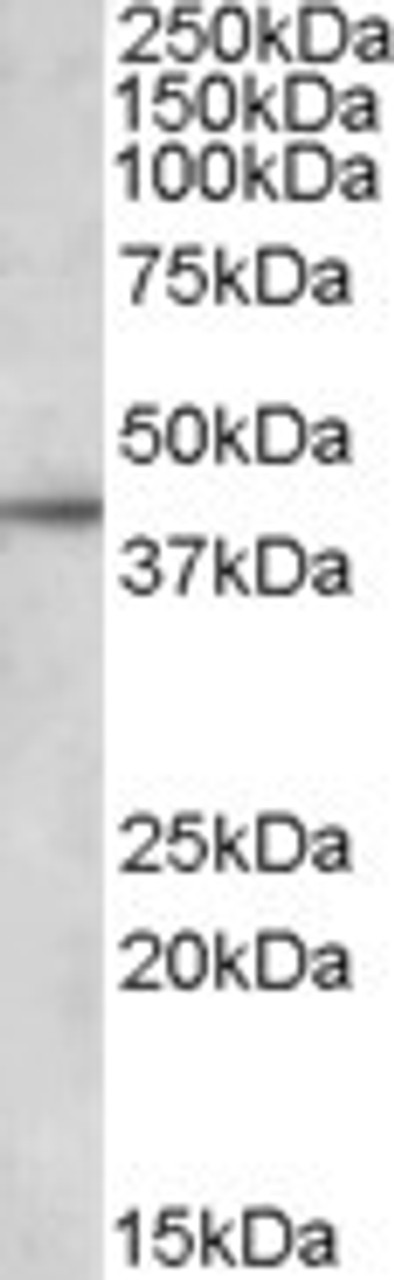 42-026 (1ug/ml) staining of Jurkat lysate (35ug protein in RIPA buffer) . Primary incubation was 1 hour. Detected by chemiluminescence.